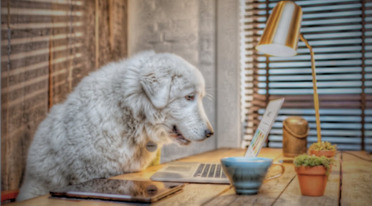 Ilustracja do artykułu pt. "Psy w biurze: zbędny kłopot czy szansa na lepszą integrację zespołów?"